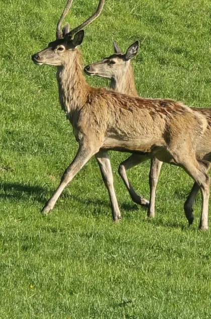 Rothirsch für Zucht
