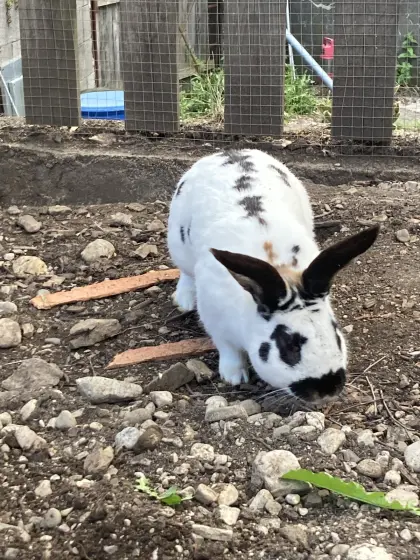 Hase, männlich