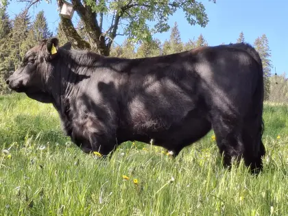Angus-Stier