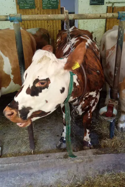 Verkaufe Normande Kuh