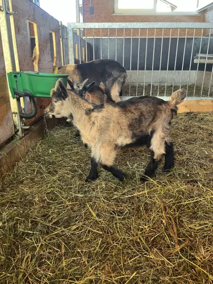 Passeirer Gebirgsziegenbockkitz
