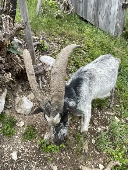 Aosta Fiorina-Ziegenbock