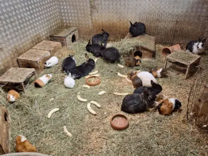Junge Meerschweinchen abzugeben