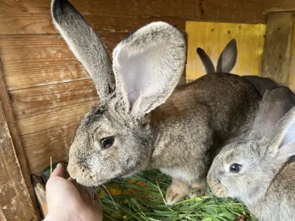 Deutscher Riese Weibchen