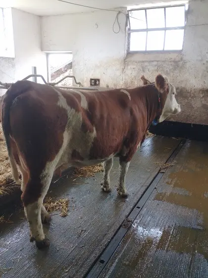 Kühe in Milch