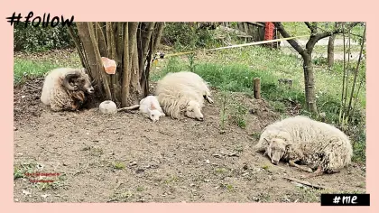 Zwergschaf (Herdenverkleinerung)