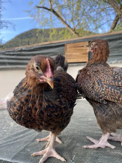 Buff Orpington Küken