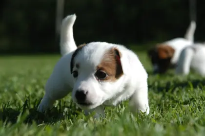 Jack Russell Terrier Welpen FCI/ÖKV Zucht