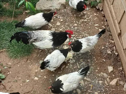 Bruteier, Altsteirer, Araucana, Lakenfelder, Vorwerk