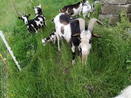 Tauernscheckenbock