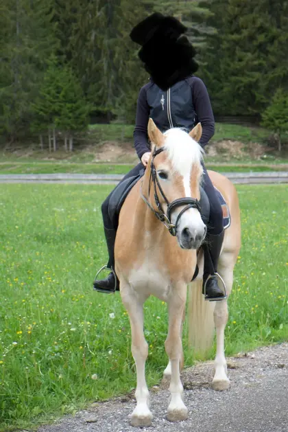 Tiroler Haflinger Stute
