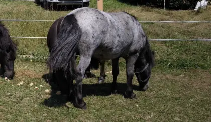 Besondere Ponys, selbst gezogen