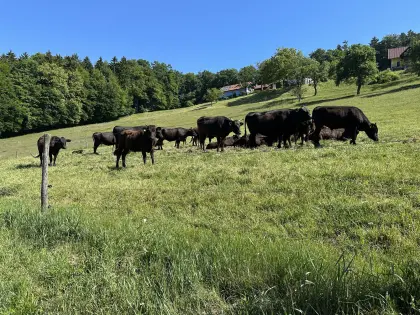 Wagyu-Kuh mit Kalb