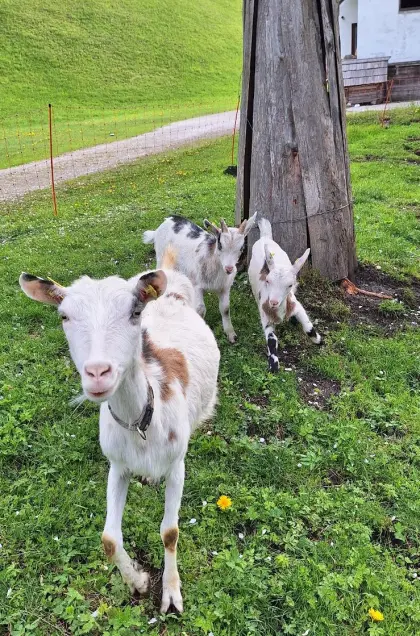 Steirische Scheckziegenkitze