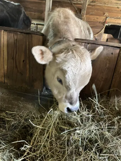 Grauvieh x Blonde d’aquitaine Stier