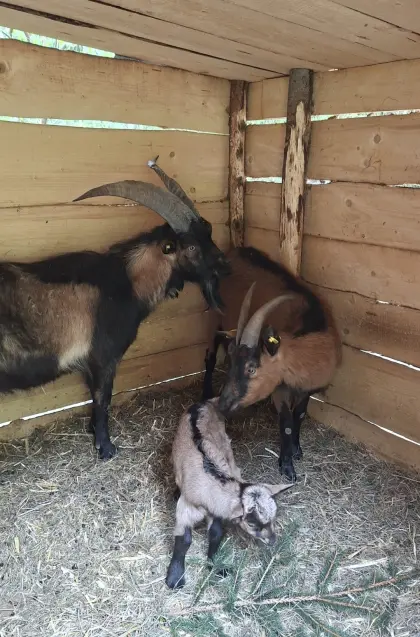 Ziege, Bock