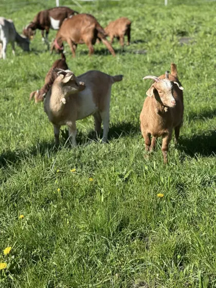 Ziegen Buren und Mix