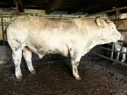 Charolais Zuchtstiere