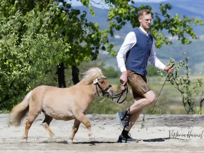 Griethje v. d. Japikweg, Mini-Shetlandpony Stute