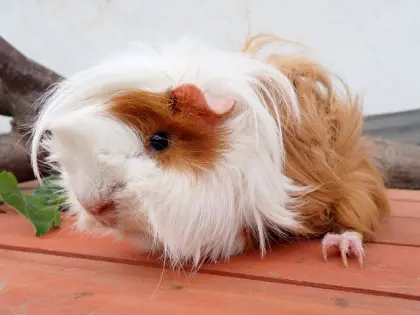 Vergebe erwachsene Meerschweinchen, Langhaar, weiblich und Kastraten