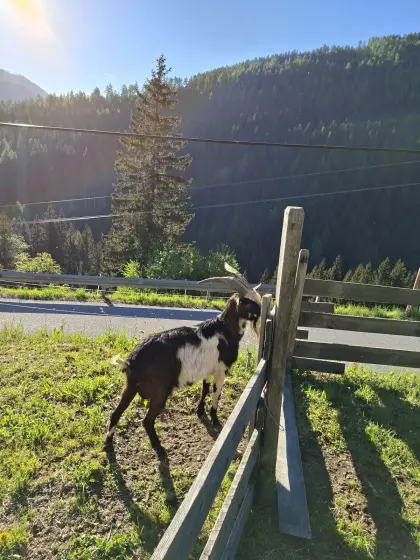 Tauernschecken Bock HB