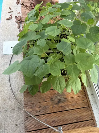 Paulownia