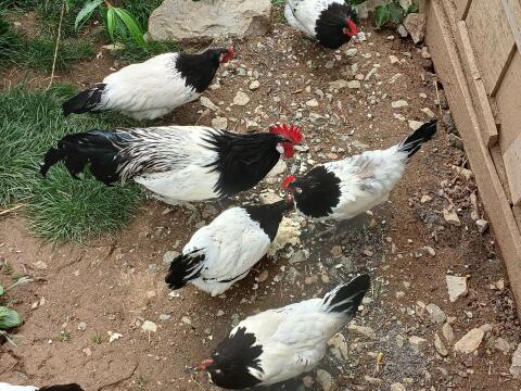 Bruteier, Altsteirer, Araucana, Lakenfelder, Vorwerk