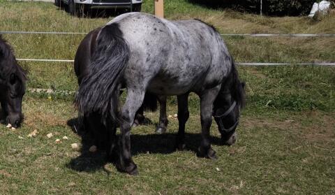 Besondere Ponys, selbst gezogen