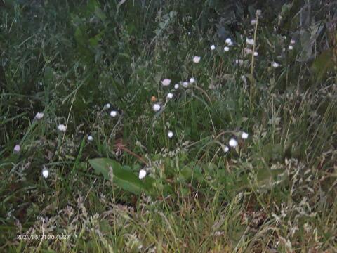 Heu, bis zu 300 Stk., günstig.