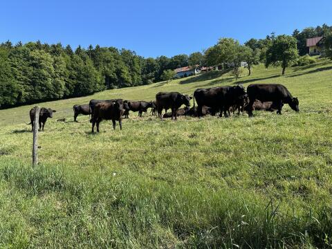 Wagyu-Kuh mit Kalb