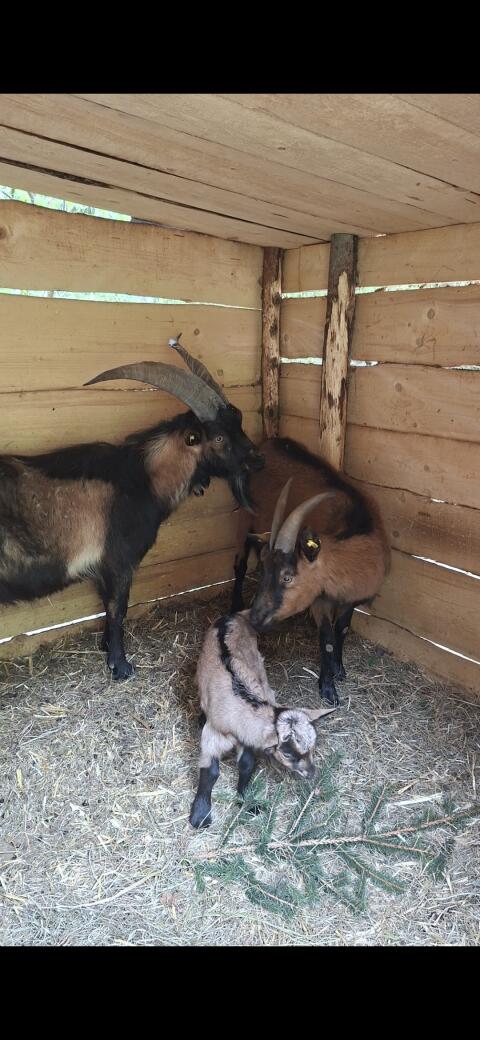 Ziege, Bock