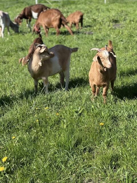 Ziegen Buren und Mix