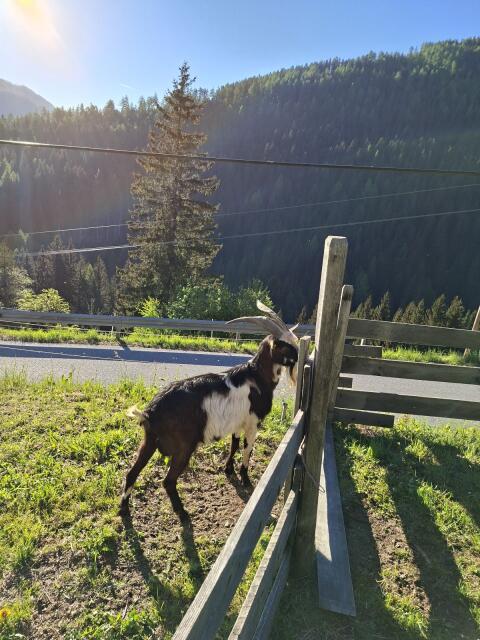 Tauernschecken Bock HB