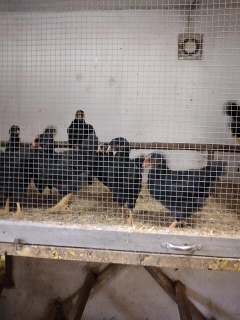 Barnevelder Junghähne