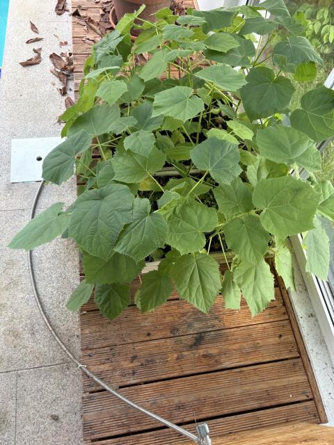 Paulownia