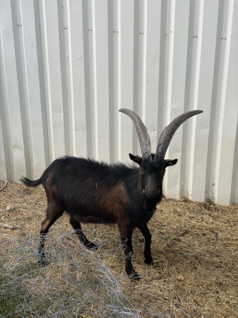 Aosta Goas-Bock