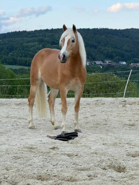 Haflingerstute für die Zucht.