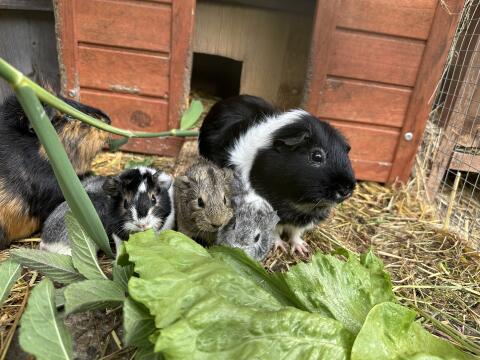Meerschweinchen