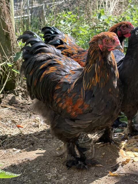 Brahma Junghähne