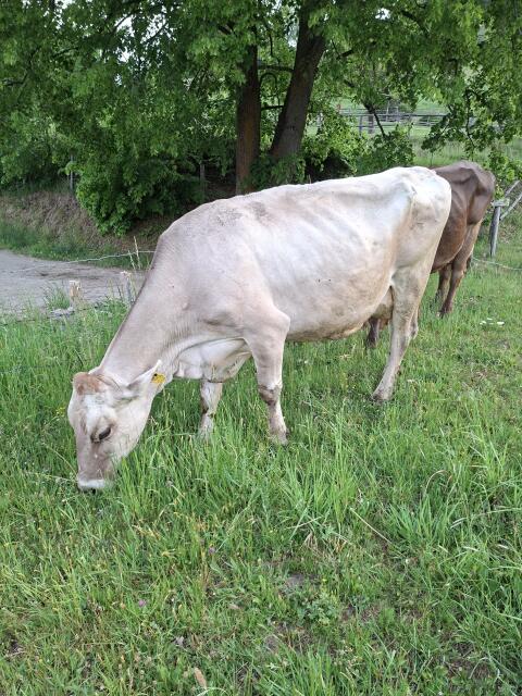 Mutterkuh für Kalb, trächtig, Bio