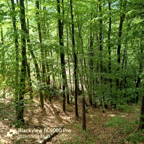 Wald gepflegt, Nähe Viktring, Klagenfurt