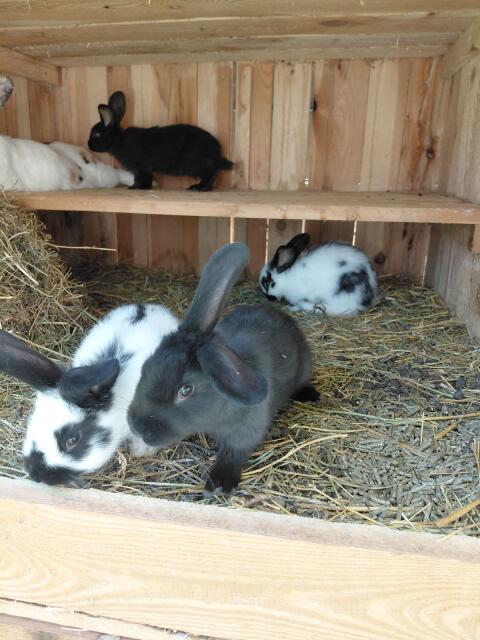 Mix-Kaninchen