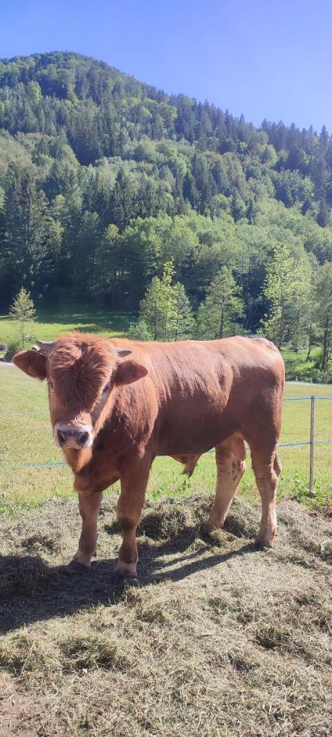 Murbodner Stier