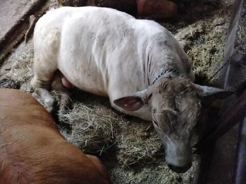 Charolais/WB Belgier Stier