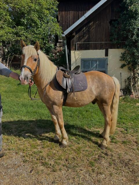 Haflinger Wallach