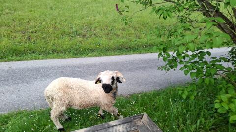 Walliser Schwarznasenwidder zu verkaufen