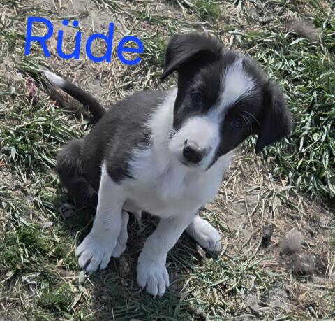 Reinrassige Border Collie Welpen, auszugsbereit