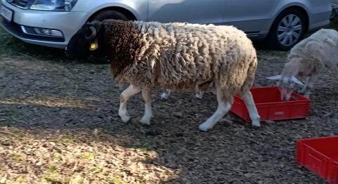 Dorper/Waldschaf-Bock