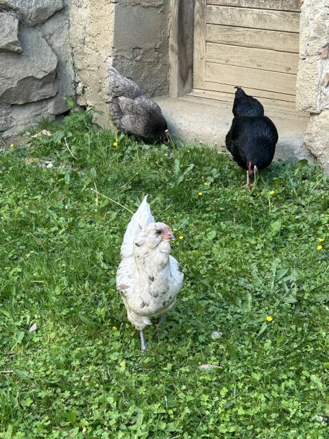 Ameraucana Hahn, 2 Hennen