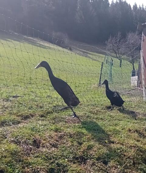 Laufenten zu verkaufen